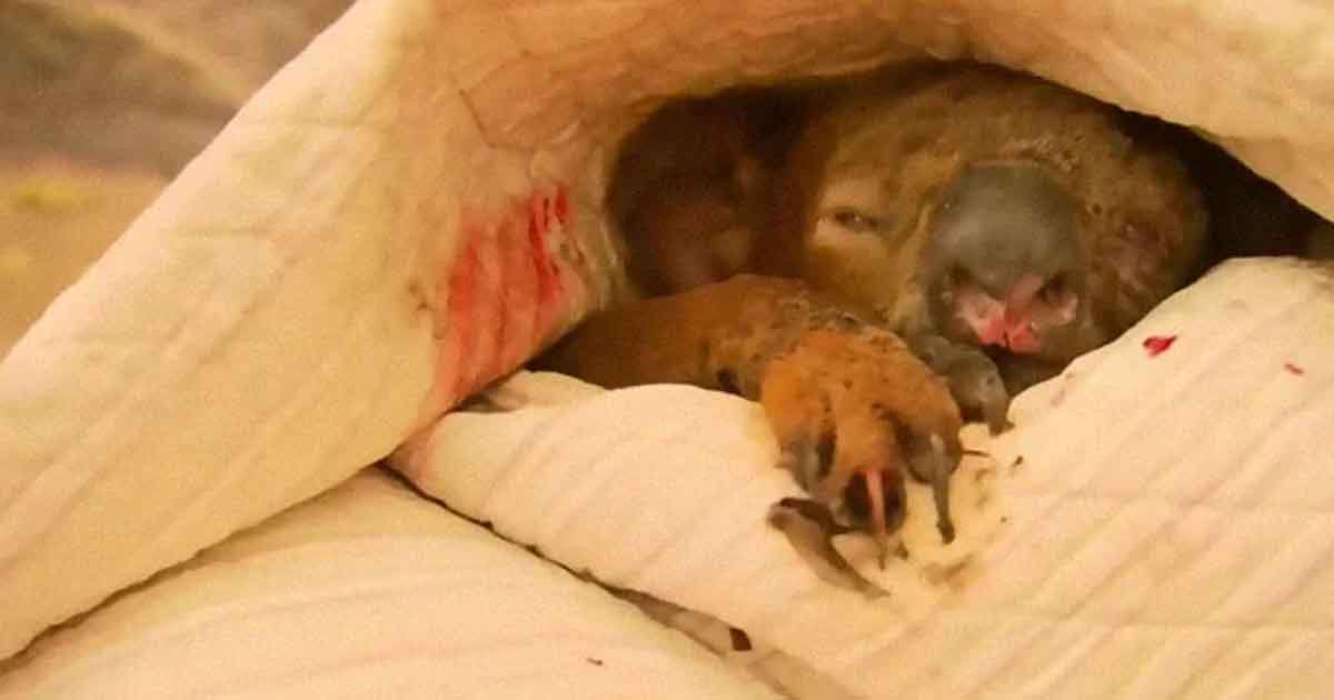 Una mujer salva a un koala gravemente herido de morir en un incendio en Australia