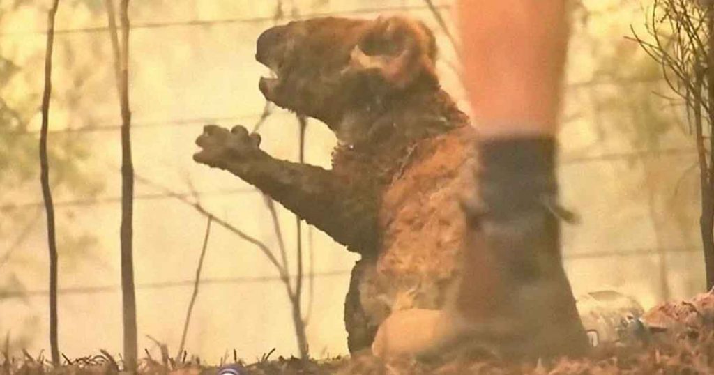 Una mujer salva a un koala gravemente herido de morir en un incendio en Australia