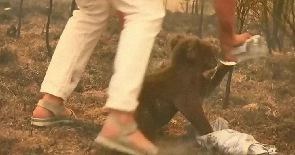 Una mujer salva a un koala gravemente herido de morir en un incendio en Australia