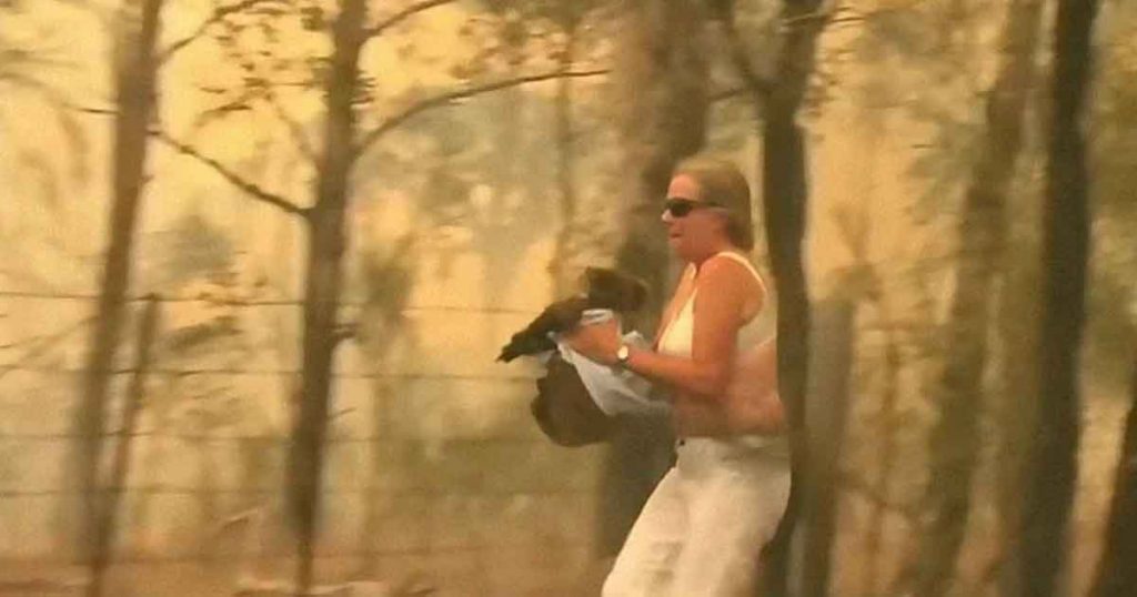 Una mujer salva a un koala gravemente herido de morir en un incendio en Australia