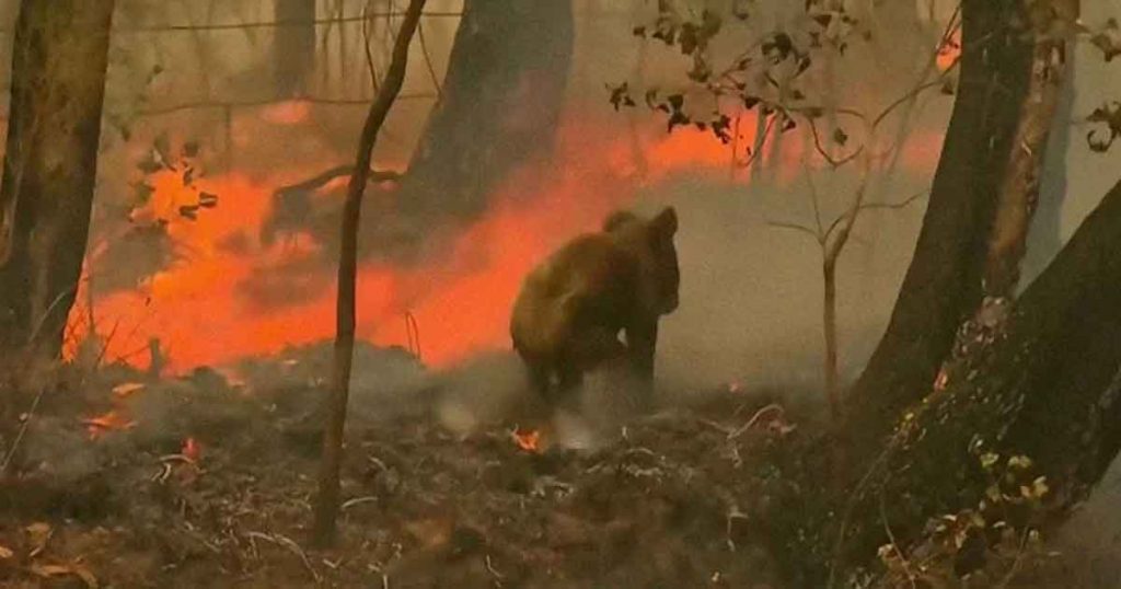 Una mujer salva a un koala gravemente herido de morir en un incendio en Australia