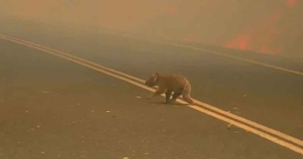 Una mujer salva a un koala gravemente herido de morir en un incendio en Australia