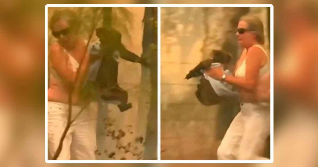 Una mujer salva a un koala gravemente herido de morir en un incendio en Australia