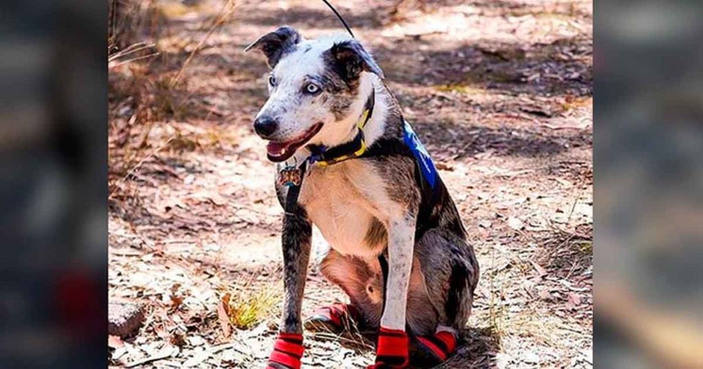 La admirable historia de Bear, el perro rescatista que salva a koalas de incendios forestales