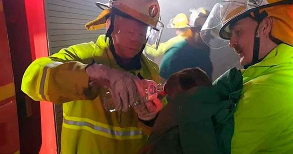 La admirable historia de Bear, el perro rescatista que salva a koalas de incendios forestales