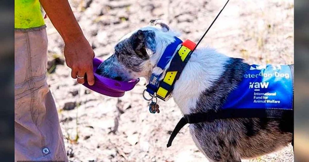 La admirable historia de Bear, el perro rescatista que salva a koalas de incendios forestales