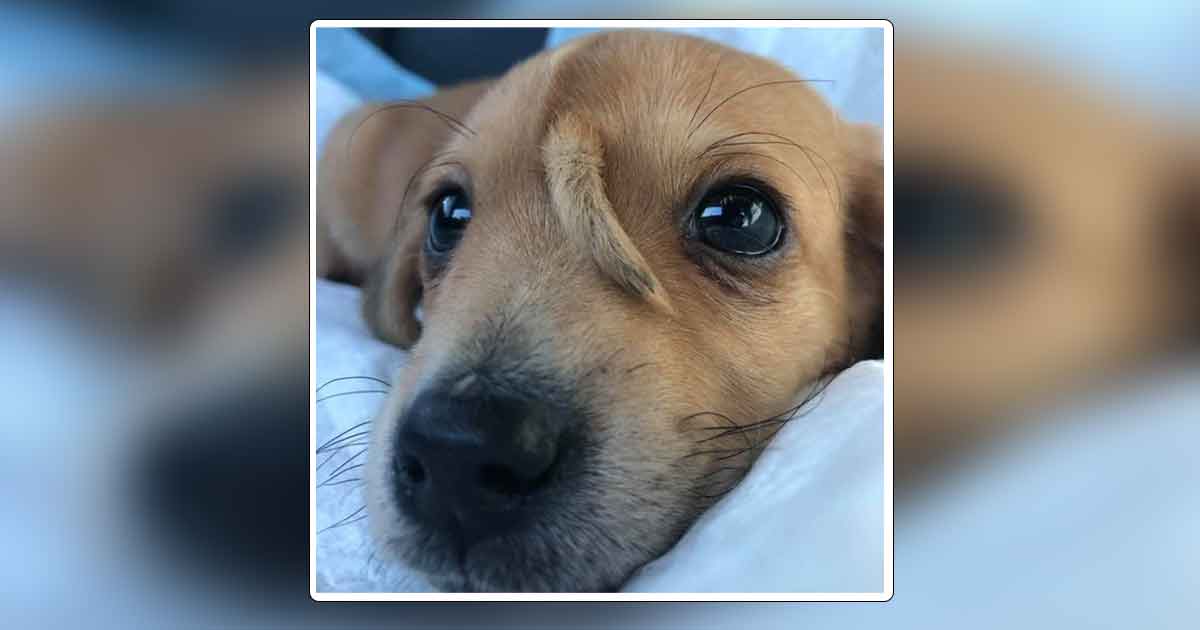 Perro "unicornio" cautiva en redes sociales