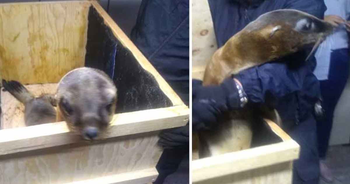 Caen dos por transportar lobos marinos en CDMX