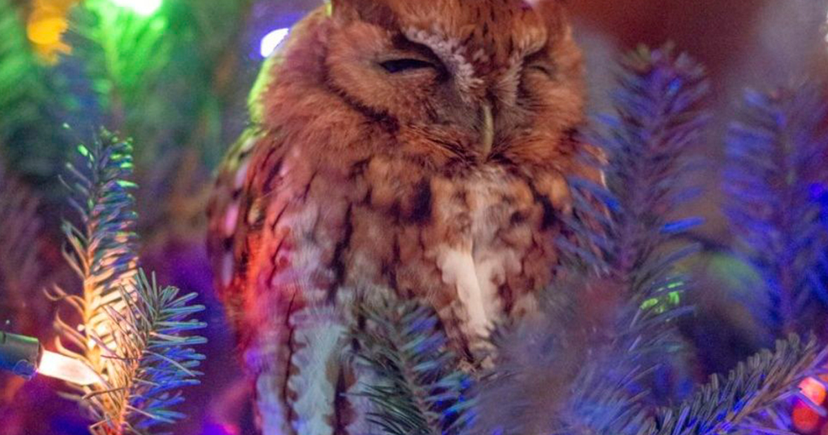 Una familia descubre un búho en su árbol de Navidad