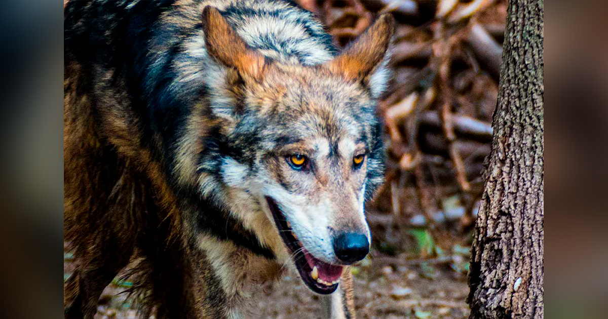 La biodiversidad mexicana celebra: el Lobo Mexicano abandona la lista de especies extintas