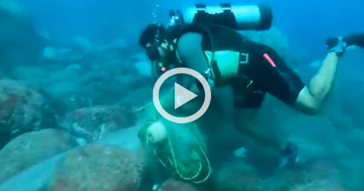 En 5 años han extraído 395 redes abandonadas en fondo marino en Sinaloa