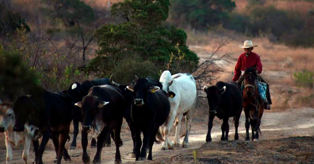 Ganaderos reportan afectaciones por heladas en 9 municipios