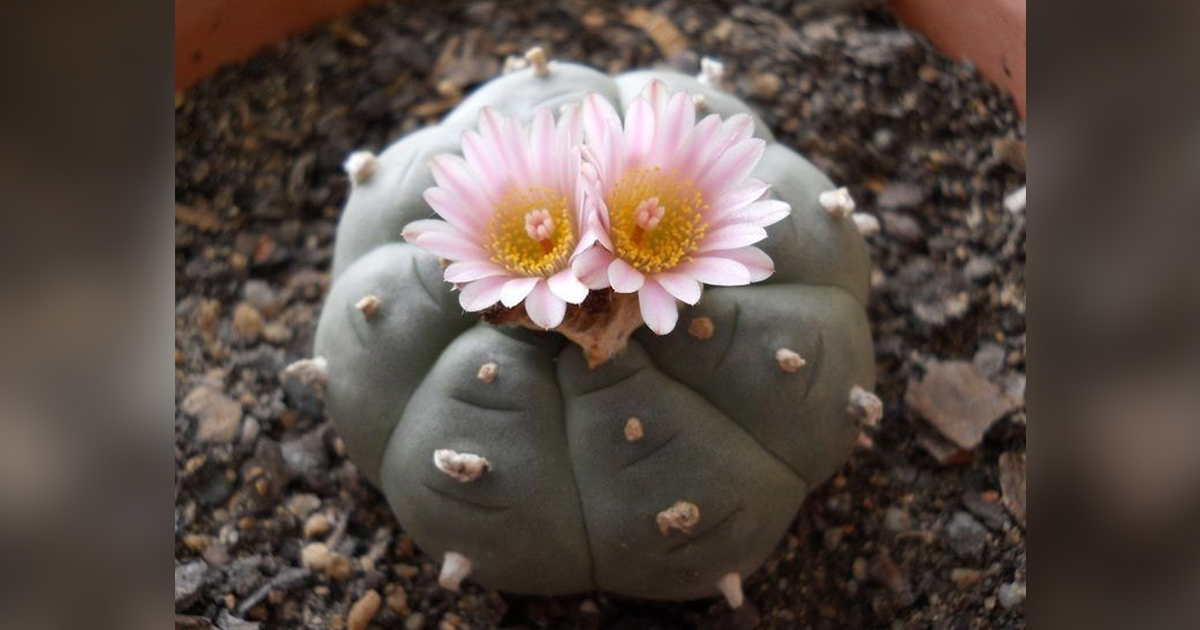 Plantas sagradas: El Peyote