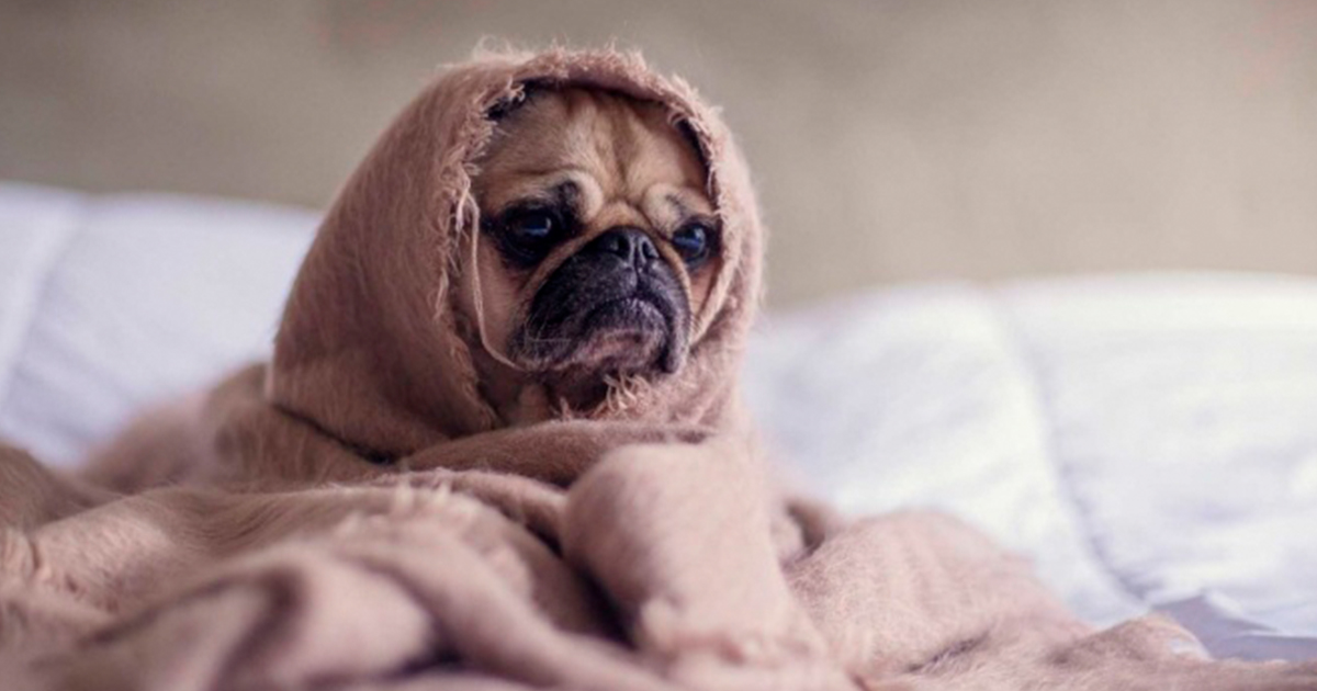 Influenza canina, virus que podría ser mortal para los humanos