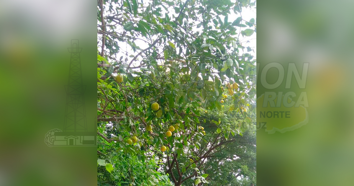 No tienen chamba los coloteros de Cazones