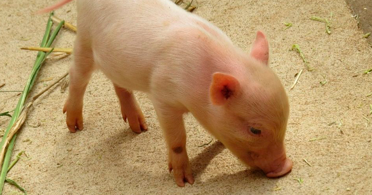 Nacen los primeros experimentos híbridos de cerdo y mono