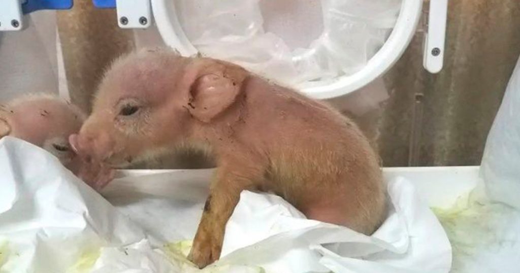 Nacen los primeros experimentos híbridos de cerdo y mono