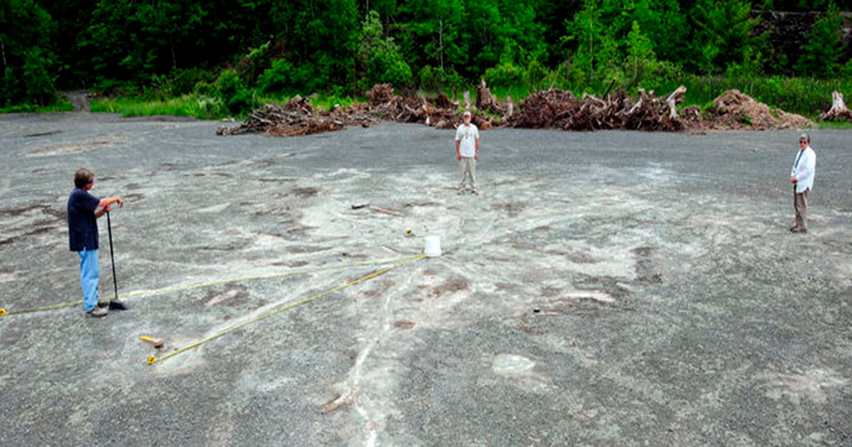 Encuentran el bosque fosilizado más antiguo del mundo