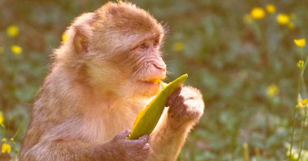 Nacen los primeros experimentos híbridos de cerdo y mono