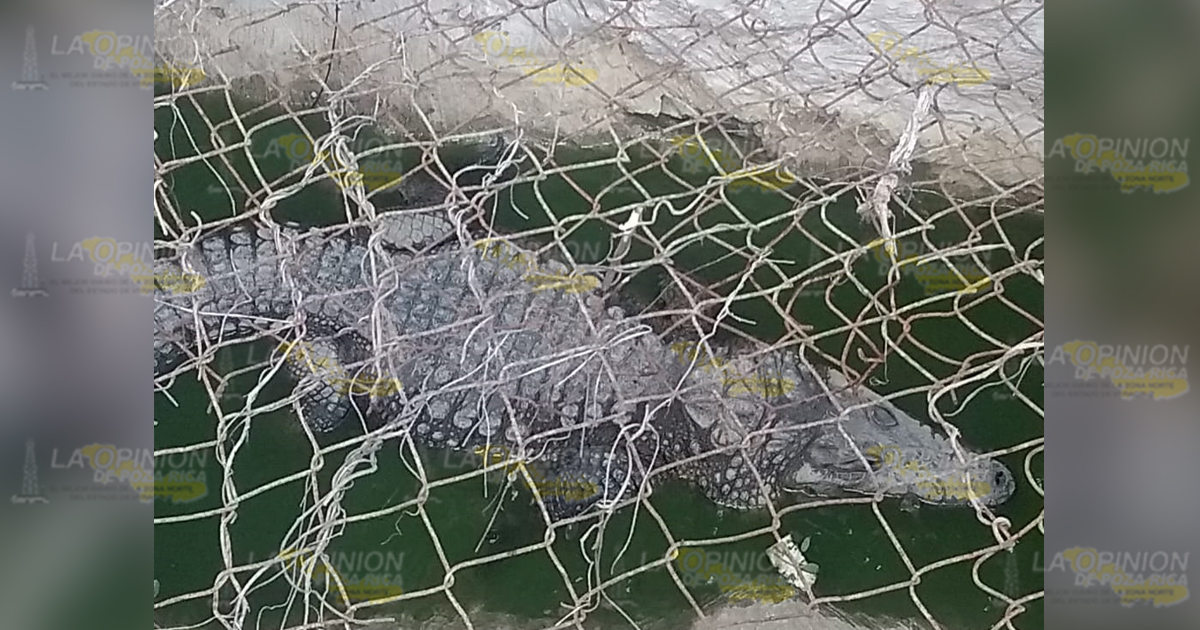 Se escapa cocodrilo, alertan por peligro en el barrio Mexcatla