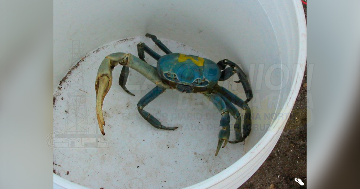 Por falta de concientización cangrejo azul sigue disminuyendo