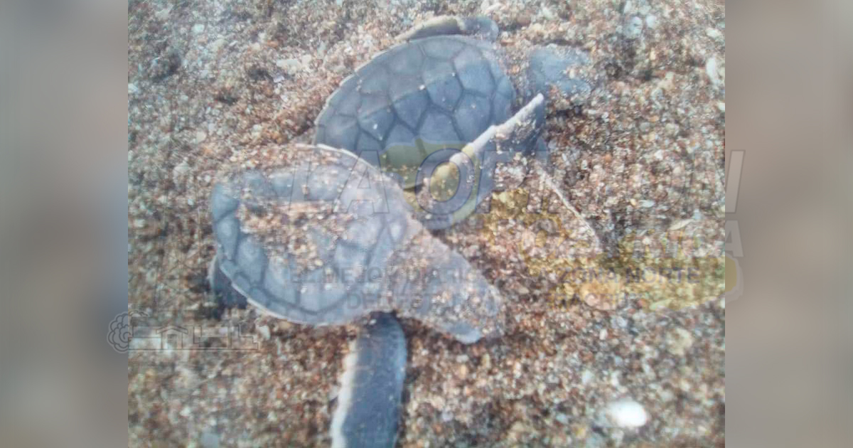 Liberadas 120 mil tortugas este año