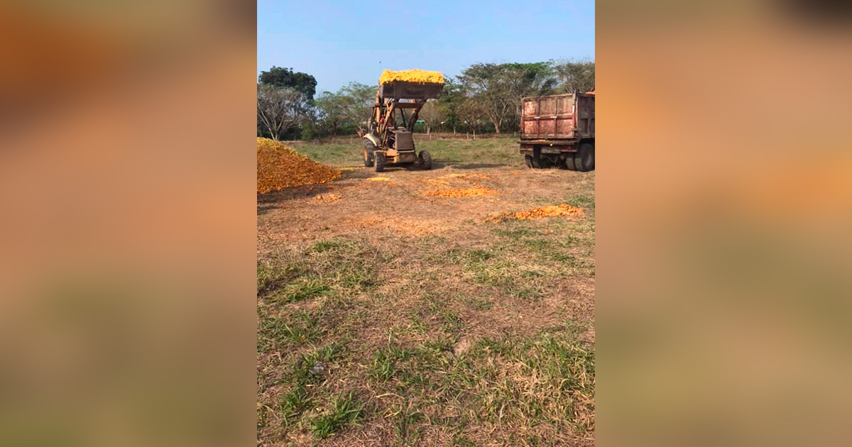 Productores de Castillo de Teayo, usan residuos de naranja como abono y alimento