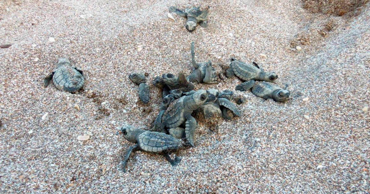 Liberadas más de 30 mil tortuguitas durante este año