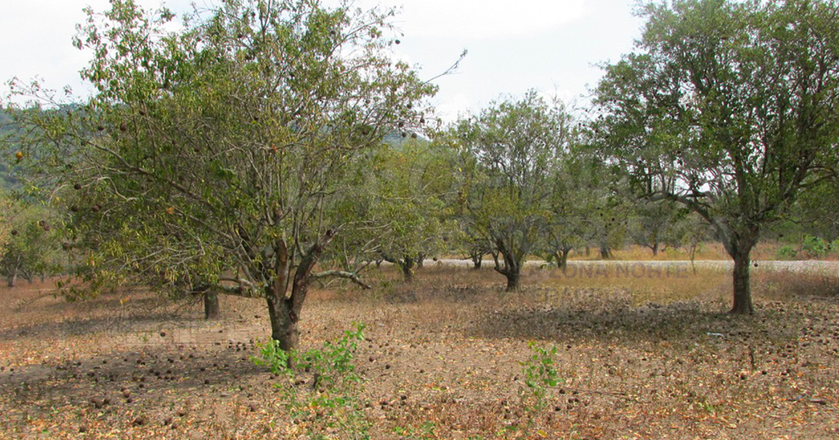 El FONDEN, esperanza de productores