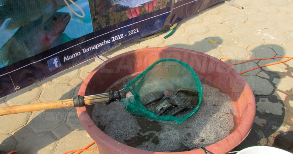 Buscan mercado para peces de granja en Álamo