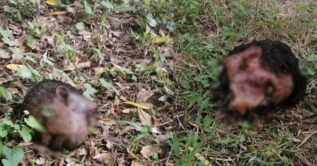 ¡Horror! aparecen dos cabezas humanas en tramo carretero Gutiérrez Zamora-Tecolutla