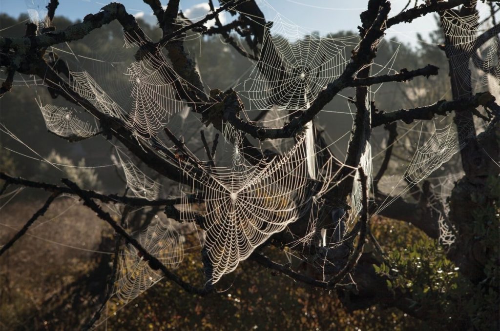 Rachel Cobb, la fotógrafa que captura el viento