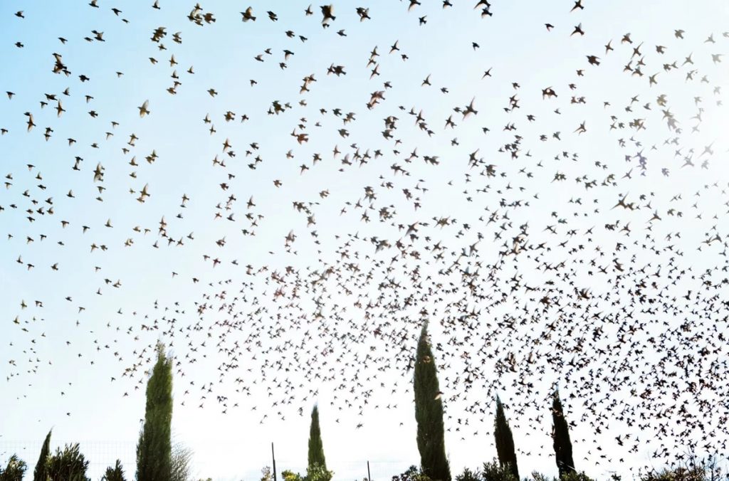 Rachel Cobb, la fotógrafa que captura el viento