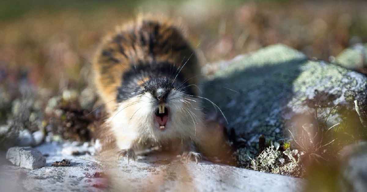 Estudiante Encuentra el Roedor Momificado de 41,000 Años en Permafrost