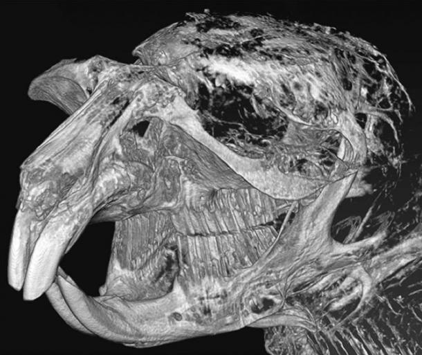 Estudiante Encuentra el Roedor Momificado de 41,000 Años en Permafrost