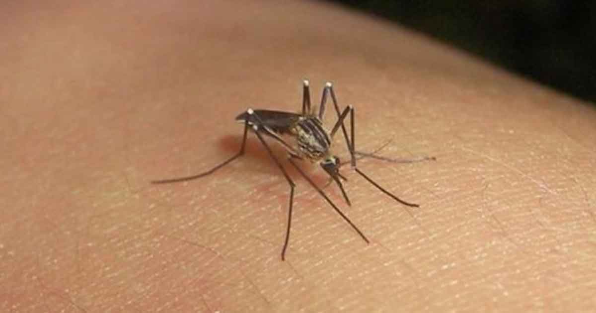 Seis muertos más por dengue en Veracruz, ya suman 29