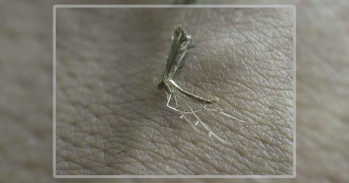 Ya son 29 las personas fallecidas por dengue en Veracruz