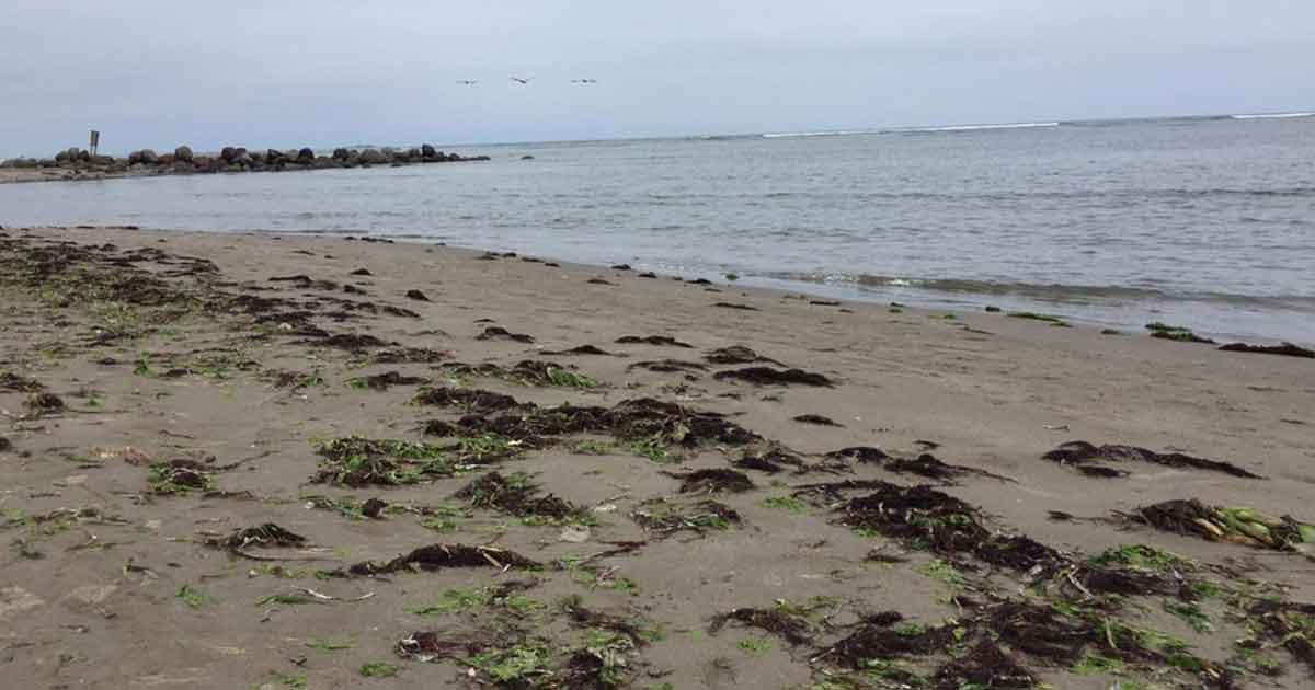 Mar se aleja de las playas de Veracruz