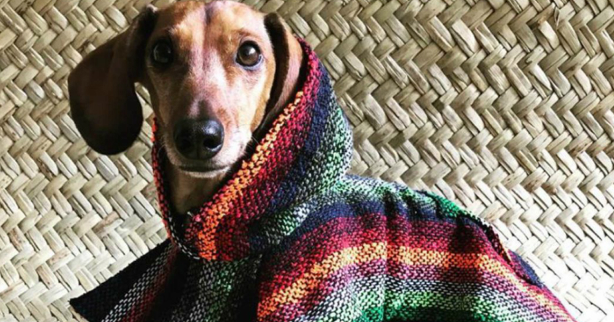 Guaguarongos, el último grito de la moda para perritos mexicanos