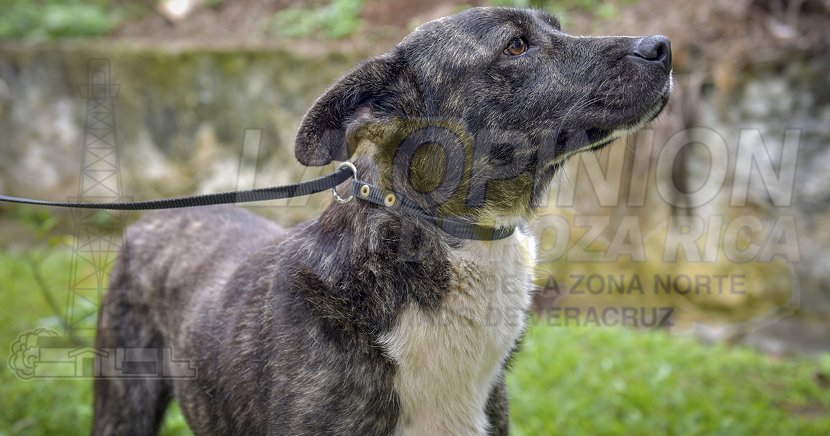 Incontenibles ataques de perros: SSA