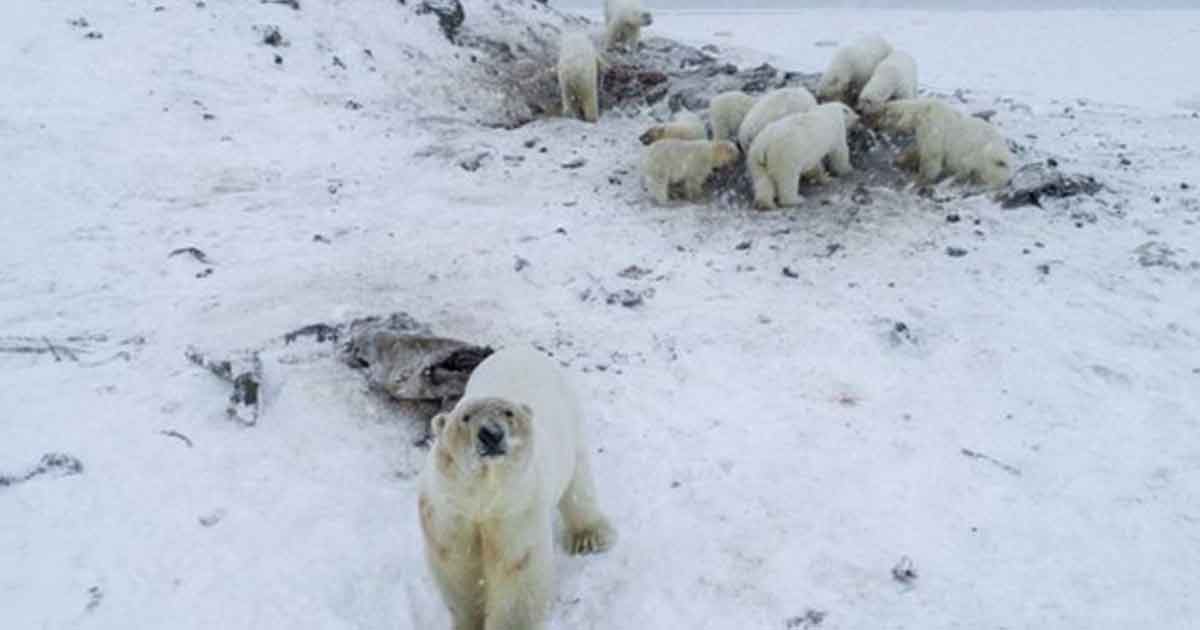 Cómo una manada de más de 50 osos polares flacos y hambrientos puso en alerta a una aldea de Rusia