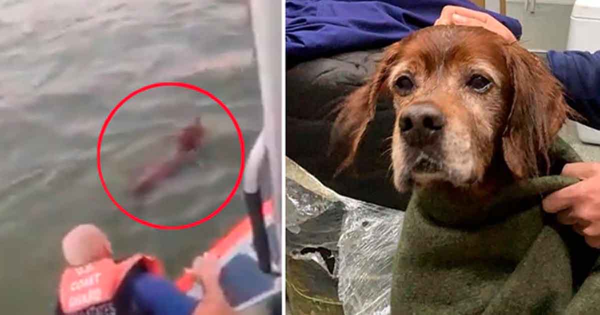 Rescatan a perro que naufragó en medio del océano y lo devuelven a su dueño (Video)