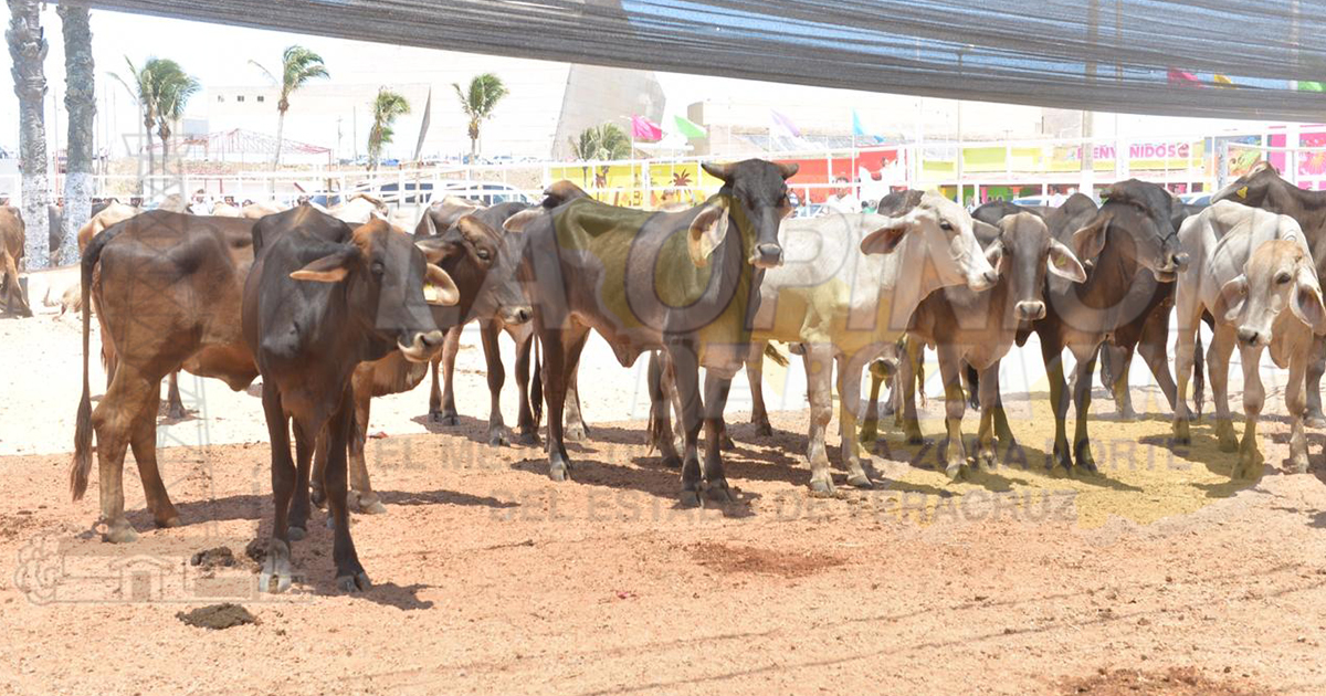 La ZN: paraíso de abigeos