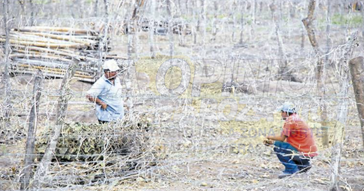 Los meses pasan y la sequía sigue en Veracruz; la padecen 148 municipios