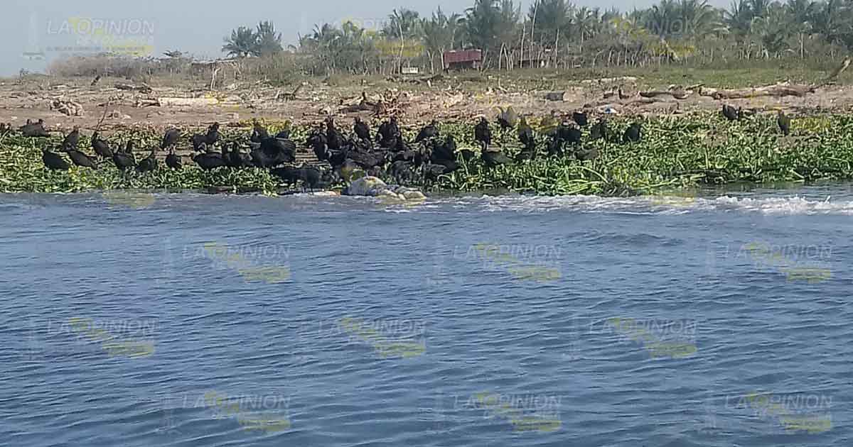 En la colonia Paso del Río aparece cuerpo putrefacto en Tecolutla