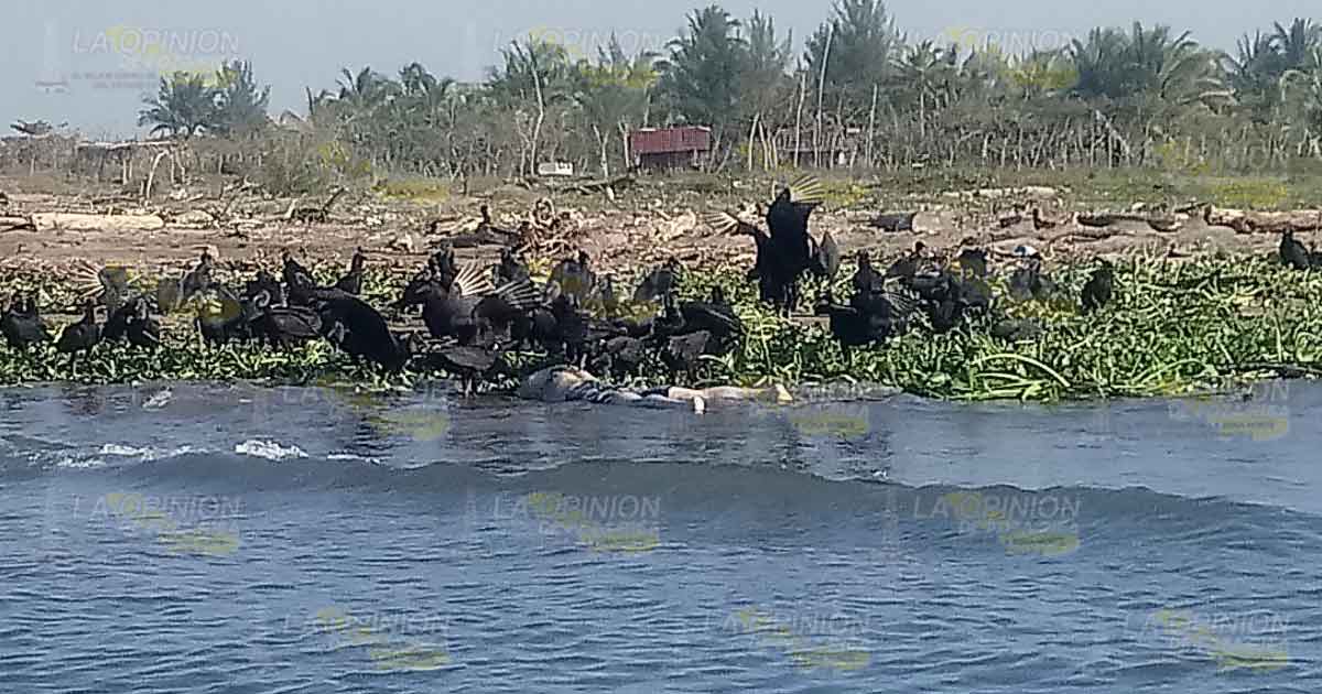 En la colonia Paso del Río aparece cuerpo putrefacto en Tecolutla