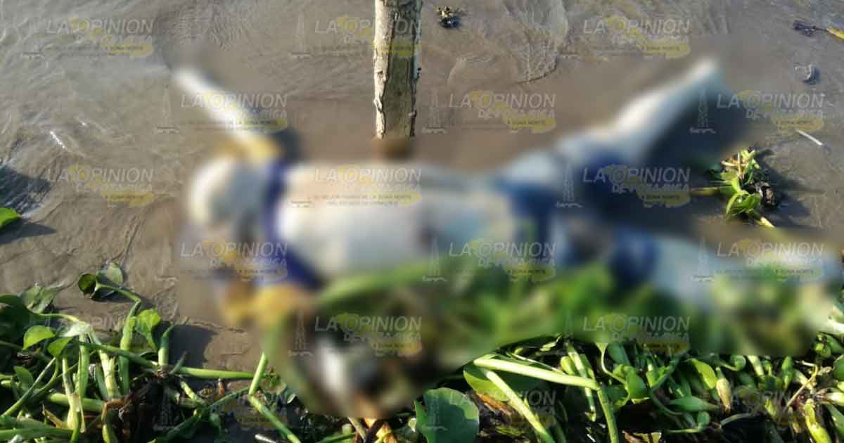 En la colonia Paso del Río aparece cuerpo putrefacto en Tecolutla