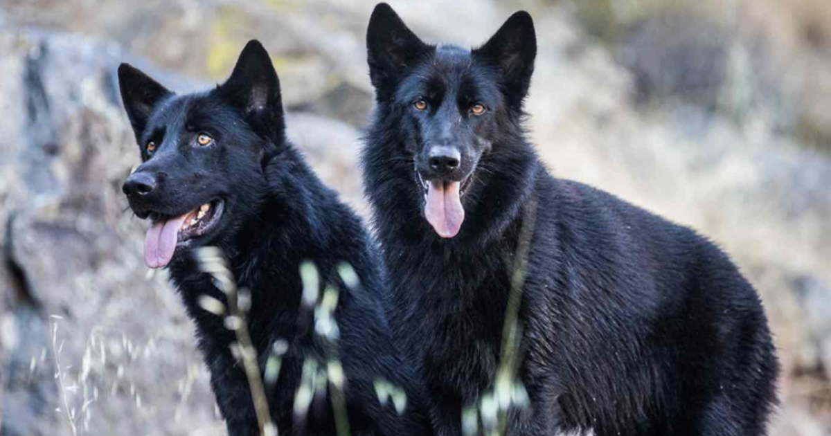 Todo sobre el Calupoh, un perro muy mexicano