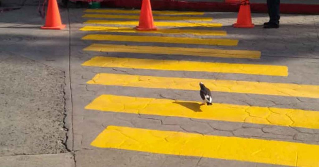 Más seguridad a peatones y automovilistas