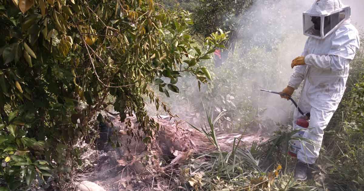 ¡Abejas atacan a cortadores!